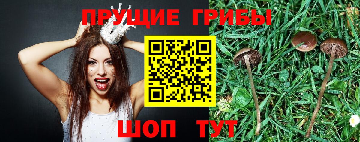 Галлюциногенные грибы GOLDEN TEACHER  хочу наркоту  Дзержинский  Вход с VPN 